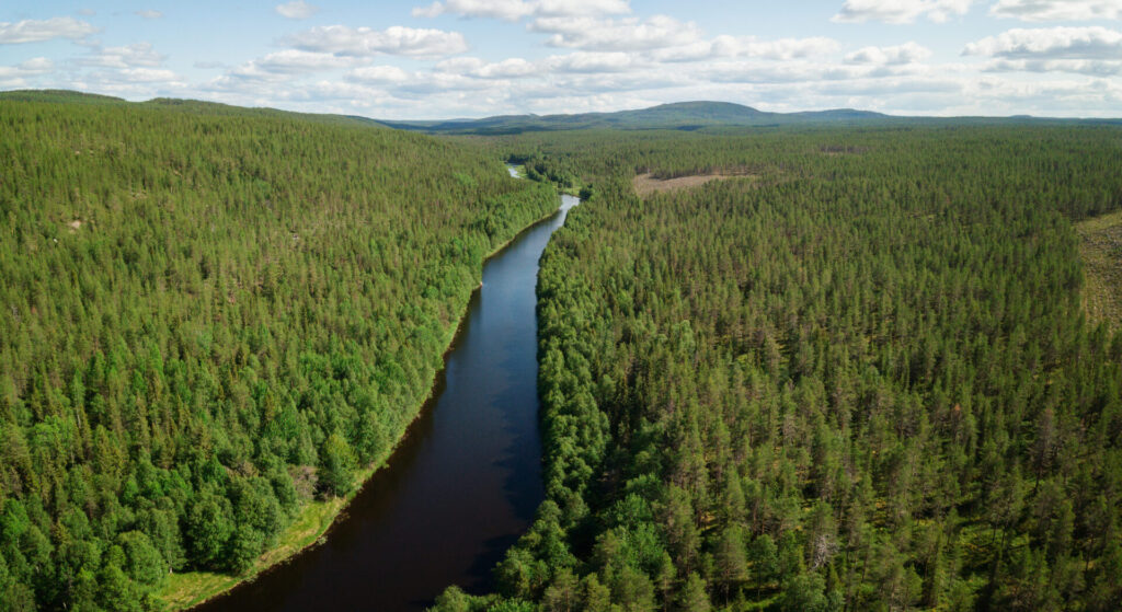 Davvi – creating new possibilities from northern forests