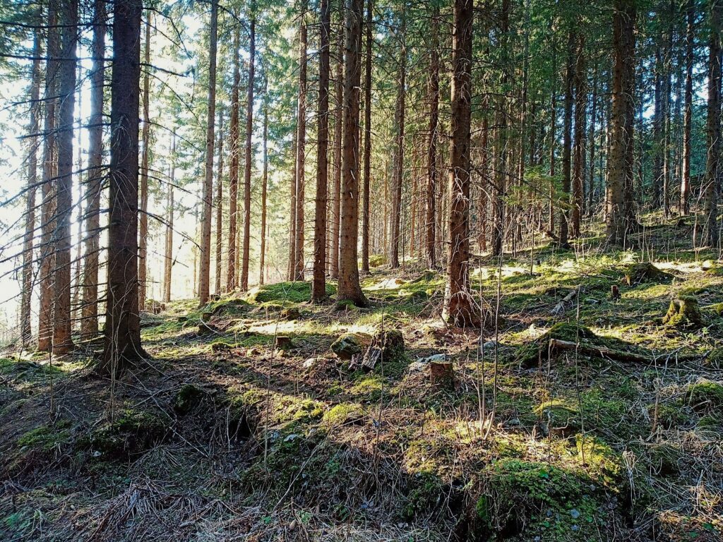 Turning nature strategy into investment decisions: CapMan Natural Capital’s Theory of Change