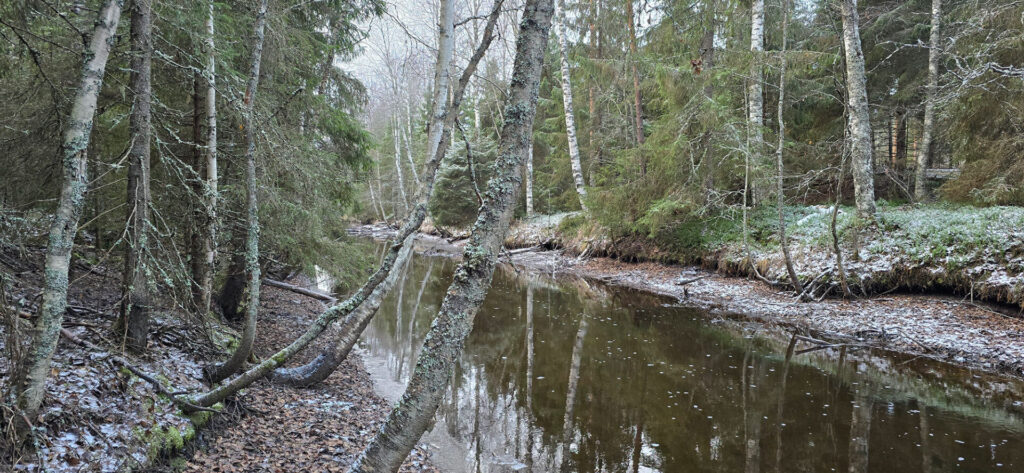 Finsilva — piloting a new market for biodiversity in Finland’s forests
